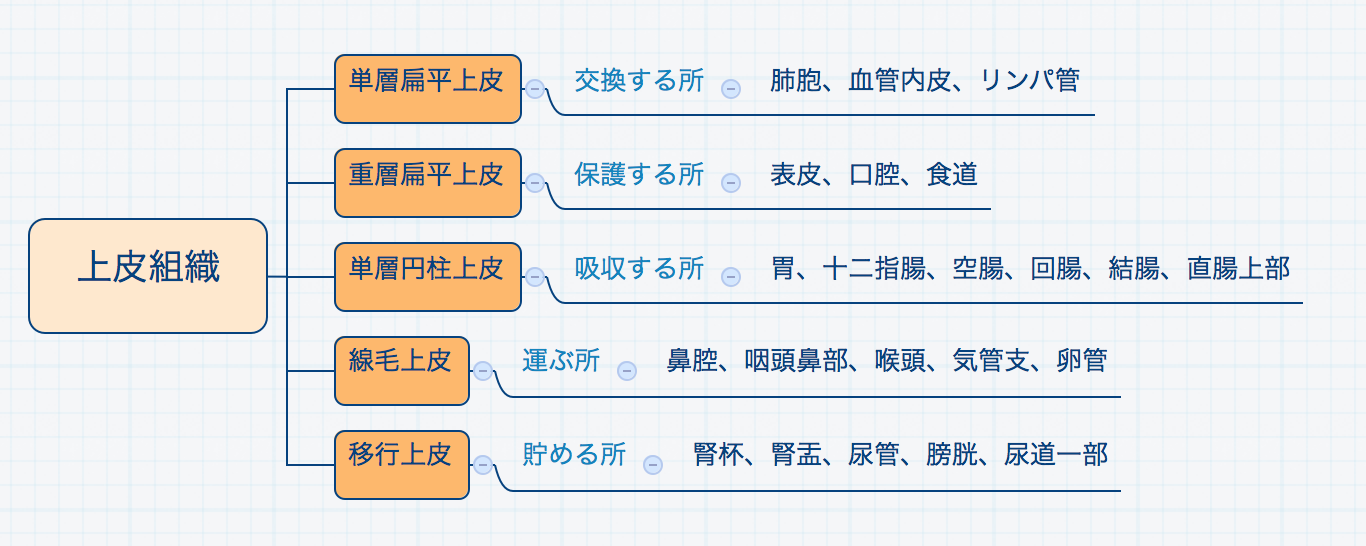 Twitter 上的 ゴロ 解剖生理イラスト 上皮組織を役割で分類すると覚えやすい Http T Co S6xhhrsrj3 Twitter