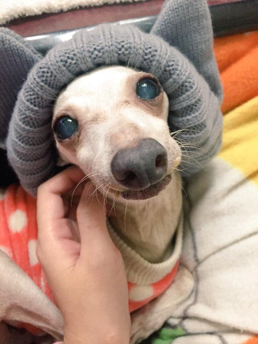 Image result for ç¬ Italian Greyhound èã§éã¶