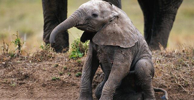 Wildlife1st's tweet image. Save Elephants From Extinction. @IworryTrade @Animals1st @rickygervais takeaction.takepart.com/actions/save-e…  !TAKE THE PLEDGE!
