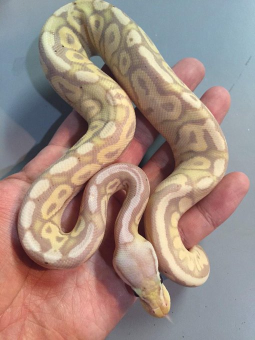 ボールパイソンのtwitterイラスト検索結果 古い順