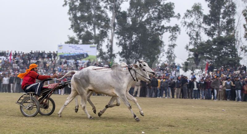 BitOfVacation's tweet photo. #KilaRaipur is a rural festival that promotes sports involving bullocks, camels, dogs and other animals. http://t.co/eRTXqHtshL