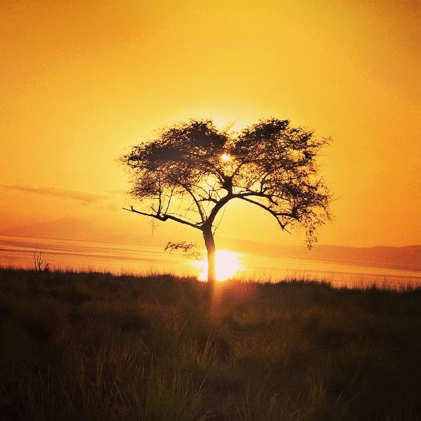 Good News From Indonesia tweet media