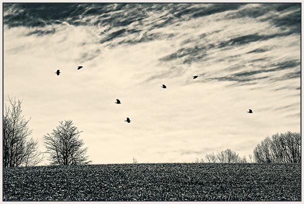 ernestcadegan's tweet image. Crow series #sevencrows #landscapeandlife #crows