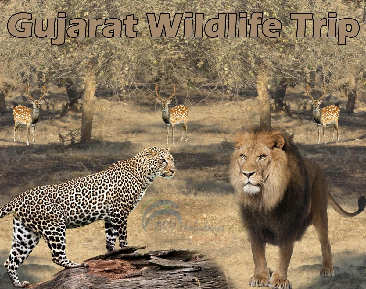 Gujarat Wildlife Tour Packages, which are available with special discount  :-  goo.gl/M7z7uf