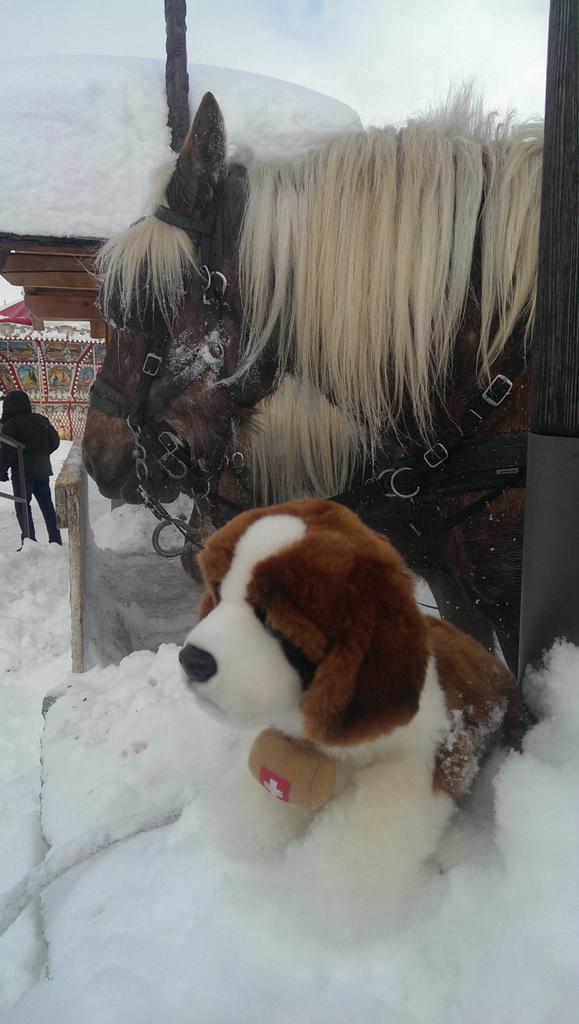 walesgmbtim's tweet photo. Albert and some new mates. http://t.co/oLsCjUIxgc