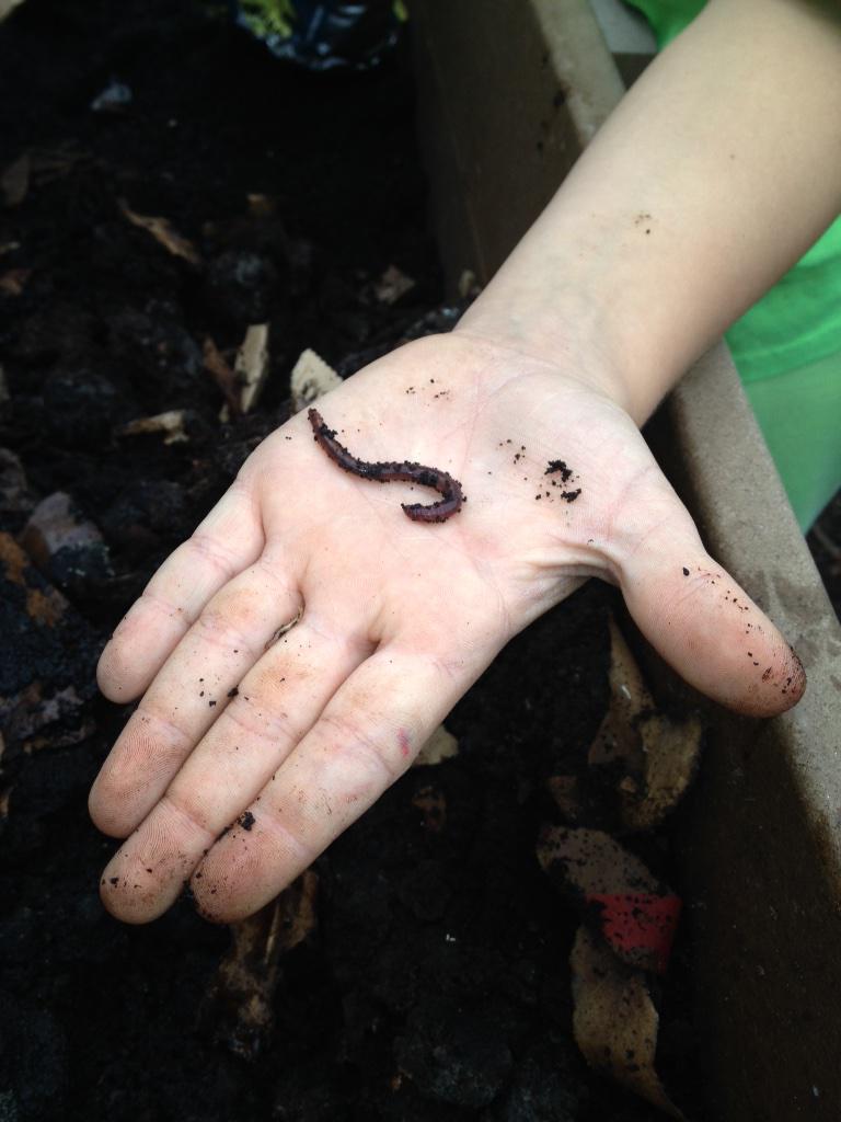 PDLGardens's tweet photo. We love our red wiggly worms! #schoolgardens http://t.co/x8GHrn2WBu