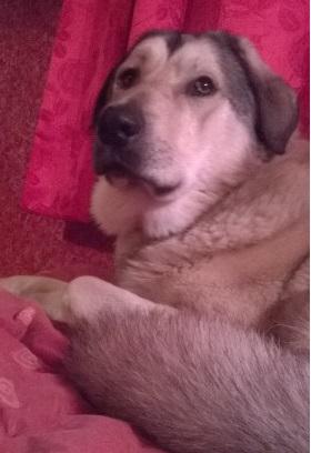 Vecumniekos pazudis Rasko! dzivniekupolicija.lv/lv/pazudusie/p… Palīdzi atgriezties mājās, dalies ar ziņu!