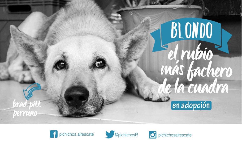 PichichosR's tweet photo. Lo fachero que es este perro no se puede creer! Ayudanos con tu RT para que encuentre una familia 🐺💙👪 http://t.co/yl8SkwymPF