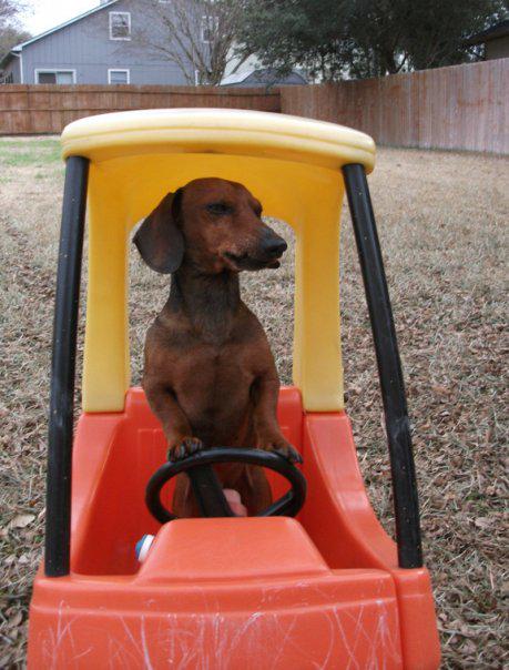 ObiWeinerKenobi's tweet photo. Sad to announce, @ObiWeinerKenobi passed in his sleep. Almost 16 yrs old, He was an awesome dog and we will miss him. http://t.co/sXZcsuAkSs