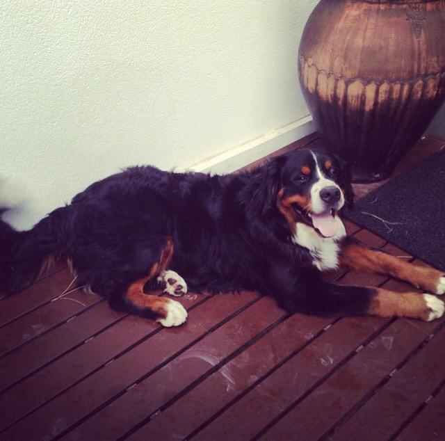 <a href="/AndreaRoig1/">Andrea Roig</a> de <a href="/E_distribution/">E_distribution</a>  la belleza es mi perro Oso.