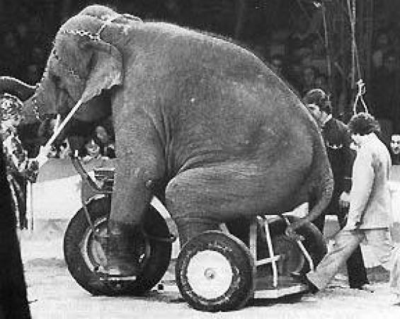 Seguimos77's tweet photo. 8 de Febrero. Concentración frente al circo Alaska - Elche.  http://t.co/YTkt6p8G9b http://t.co/RxzFt9Ml6S