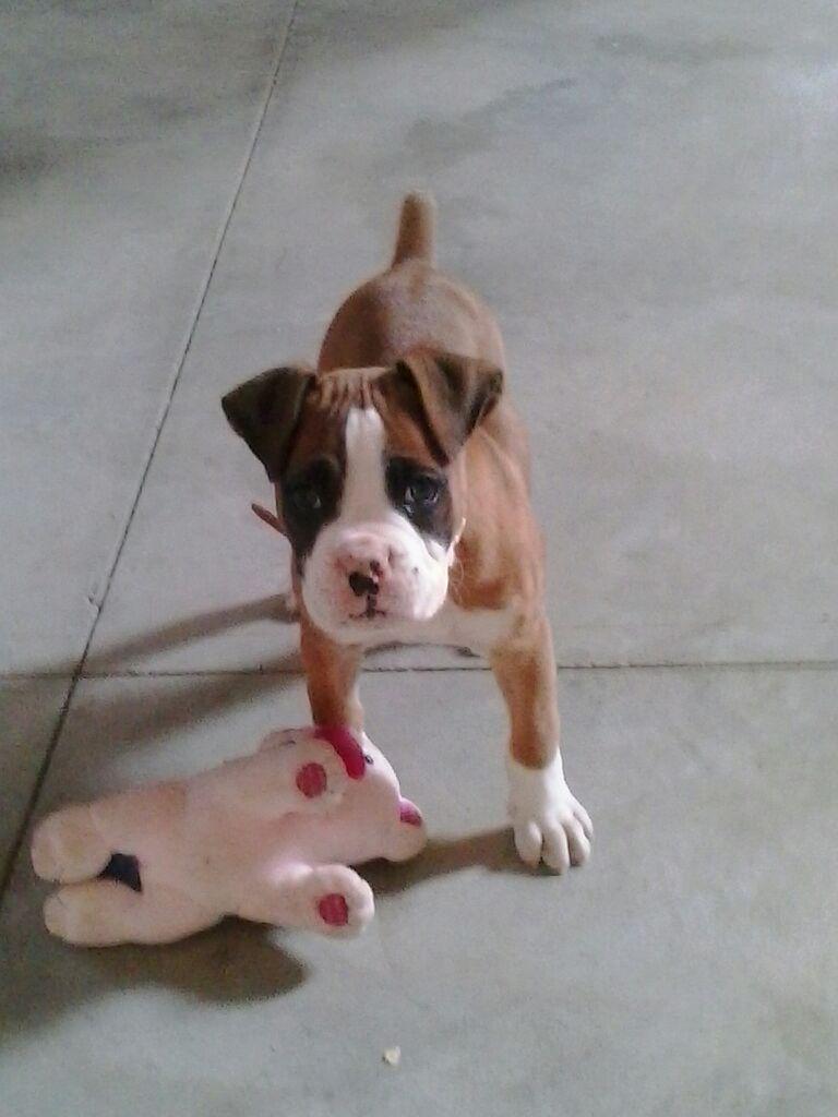 sandragogarcia's tweet photo. Difundir  X favor  se ha perdido  X santa lucia  responde  X yanko  rt  X favor http://t.co/CWBIJnsfGk