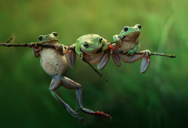 rybotics's tweet photo. Three Frogs On A Branch http://t.co/7eo6H4BQXj
