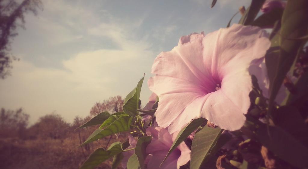 xochitepecmor1's tweet photo. ¡Buenos días #Xochitepec! http://t.co/oc4aFlfhJ0
