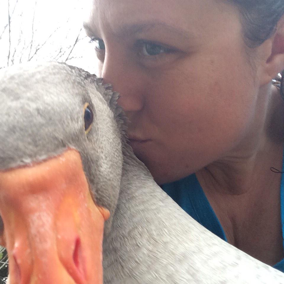 Giving my girl good morning kisses...don't try this with just any goose...we have a bond! #lovemygeese #geesekisses