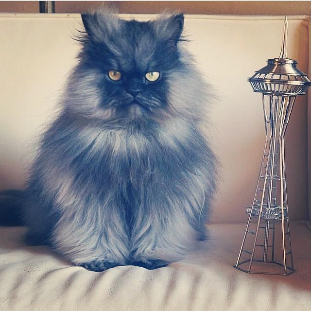 szetosolar's tweet image. Like a photo by colonelmeow，It&apos;s time to do some damage. #MeowMode #GoHawks @annemarieavey