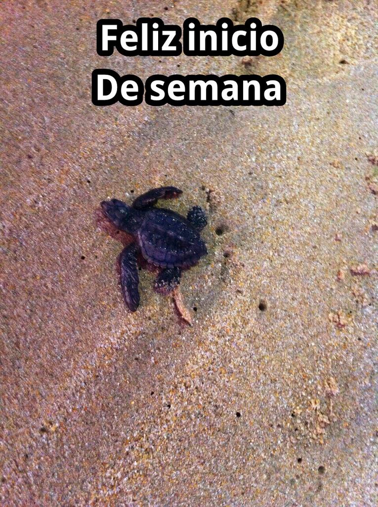 ElAlfaqueAca's tweet photo. Feliz Lunes 
Inicio de semana http://t.co/iX2g67CskE