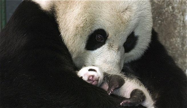 Oso panda en peligro de extinción #LibertadAnimal #EstáEnNuestrasManos  animalesenpeligro.info/oso-panda-en-e…