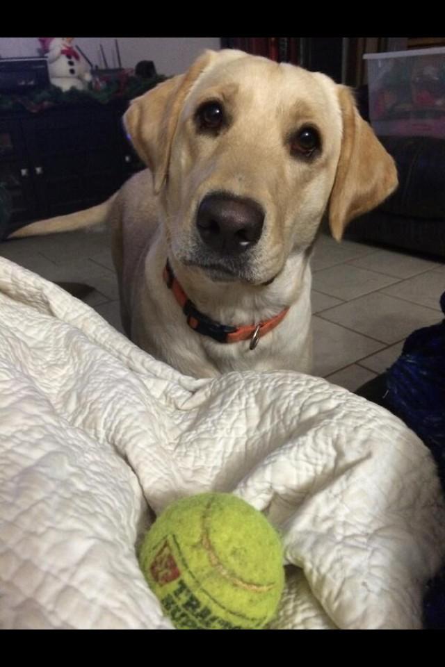 rettabee's tweet image. I miss my dogs😭😍🐾 #Bo #Kayce