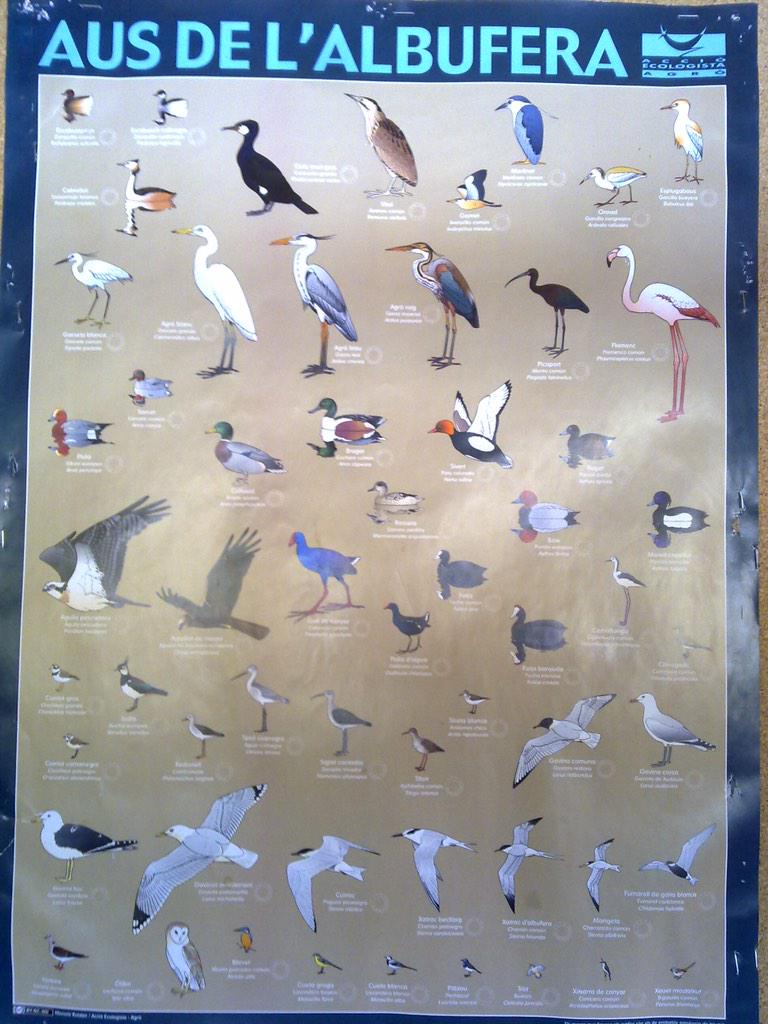 Albuferaenbarca's tweet photo. Disfruta con nosotros de esta gran variedad de aves, mas en http://t.co/OXvAsaLDE0 #Albufera #Aves #EcoBird #Valencia http://t.co/Qu8TOBGCaE