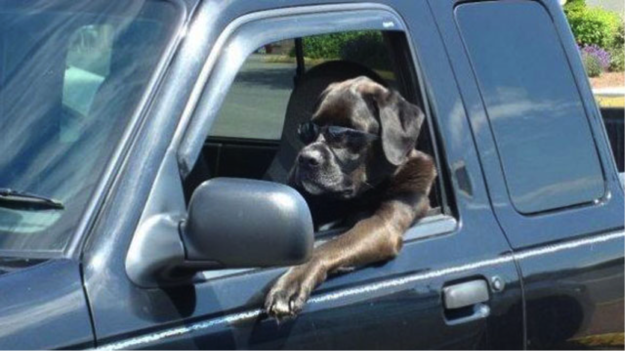 JamJarDirect_'s tweet photo. 19 dogs Who Just Wanna Zoom Zoom:  http://t.co/pvYsY9Myla! Does your dog love car journeys? http://t.co/sKQ91XC1bZ
