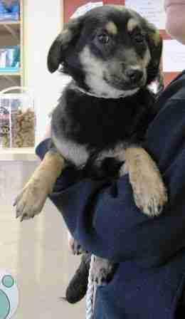 RoystonAnimalWelfare (@rescueraw) on Twitter photo Nana- 5 months old, looking for a loving new home. contact dogs@roystonanimalwelfare.org for more info Nana- 5 months old, looking for a loving new home. contact dogs@roystonanimalwelfare.org for more info