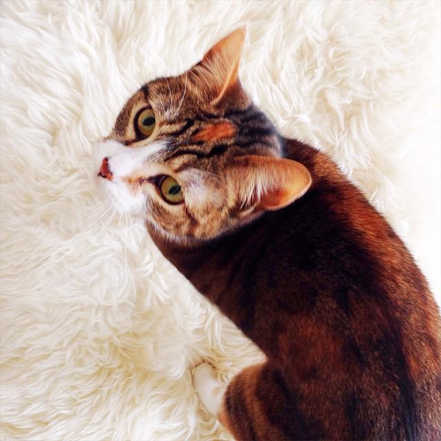 _helloharriet's tweet image. sheepskin #suchsoft #sowow ift.tt/1BVeinV