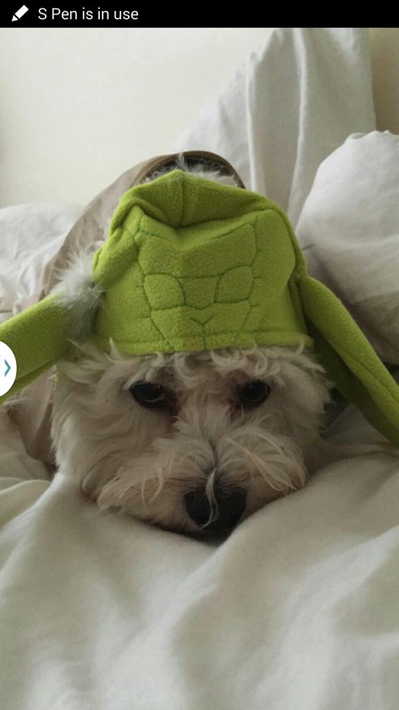 MargaretOrr's tweet photo. Here's Sunny as Yoda - in case you missed it. Getting ready for http://t.co/WZqmtO0PyP Barkus is Sunday! #fb #nola http://t.co/v3y5viL5TI