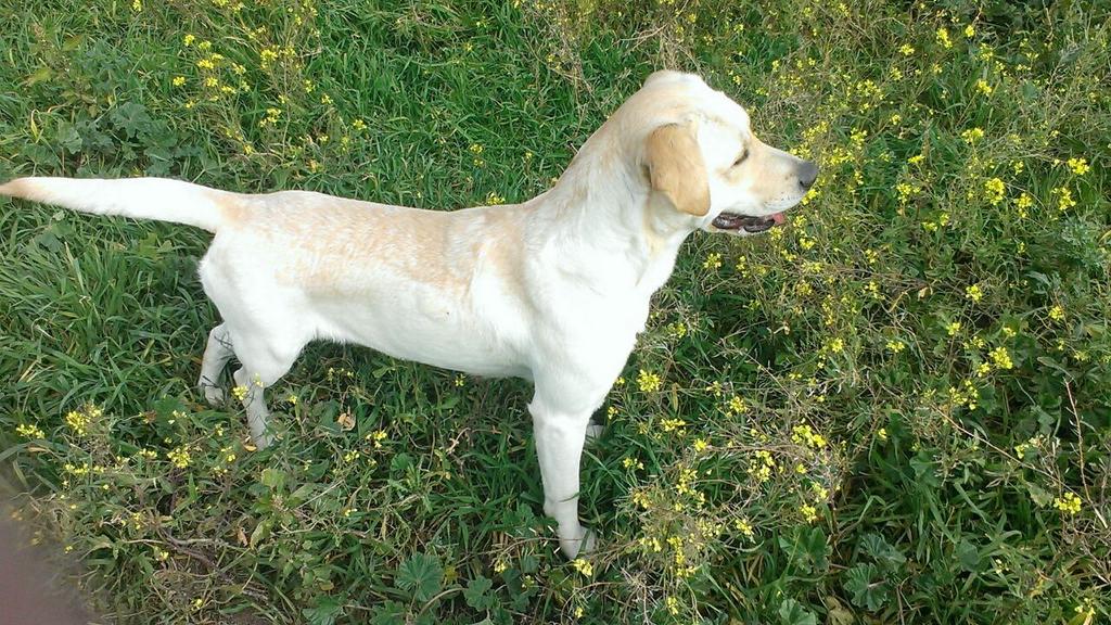 Rufopato's tweet photo. Esta preciosa labradora busca adopción responsable! Tiene aprox. 1 año y medio y es una buenaza! Difunde y ayuda! http://t.co/qIE7EVTA6J