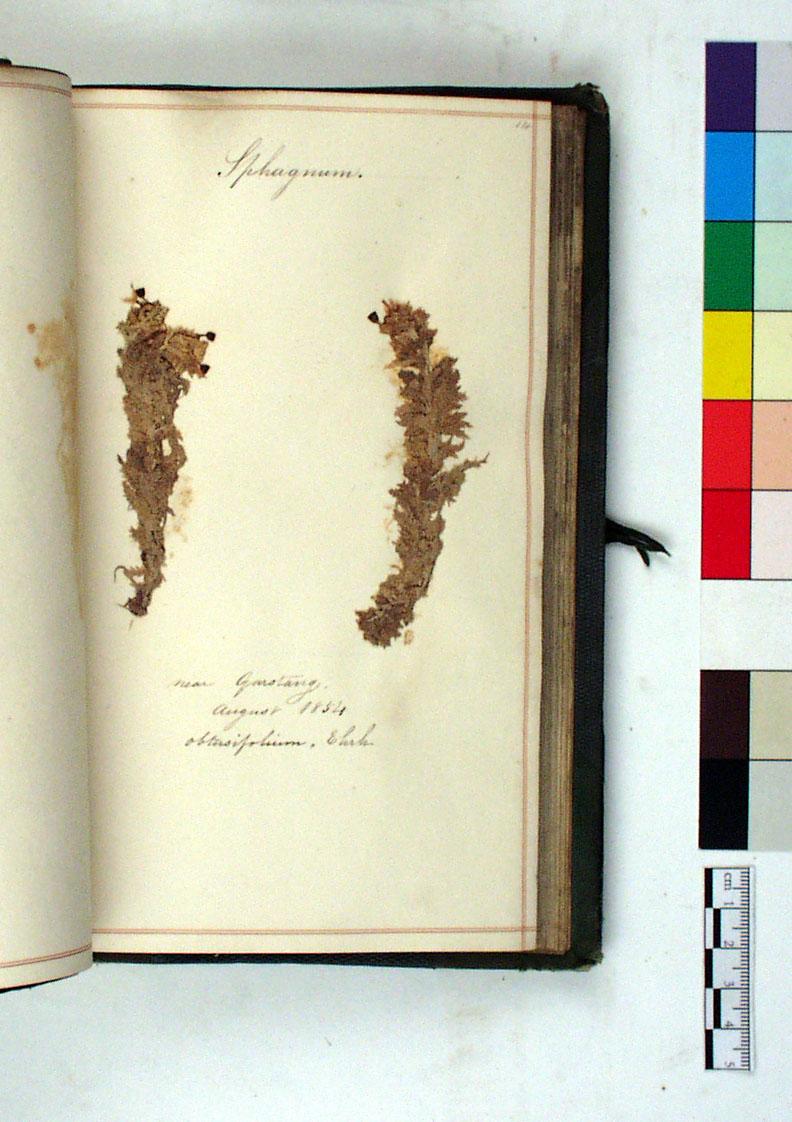 Aristolochia's tweet photo. Sphagnum moss, pressed in a book @McrMuseum. Collected 1854 near Garstang, Lancashire. #WorldWetlandDay #mosstastic http://t.co/fwTqD3B75P