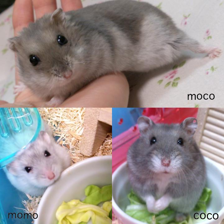 Ham0000113's tweet photo. ちなみに当アカウントに載せているハムは、この3匹です。これからもハムスターの画像botをよろしくお願いします(*^^*) http://t.co/rF6l9mGyLJ