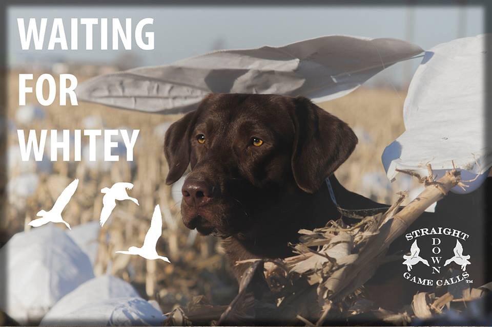 SDG_Calls's tweet photo. RT if you snow goose hunt! #SaveTheTundra #ChasingF5 http://t.co/ONLoJaufy7