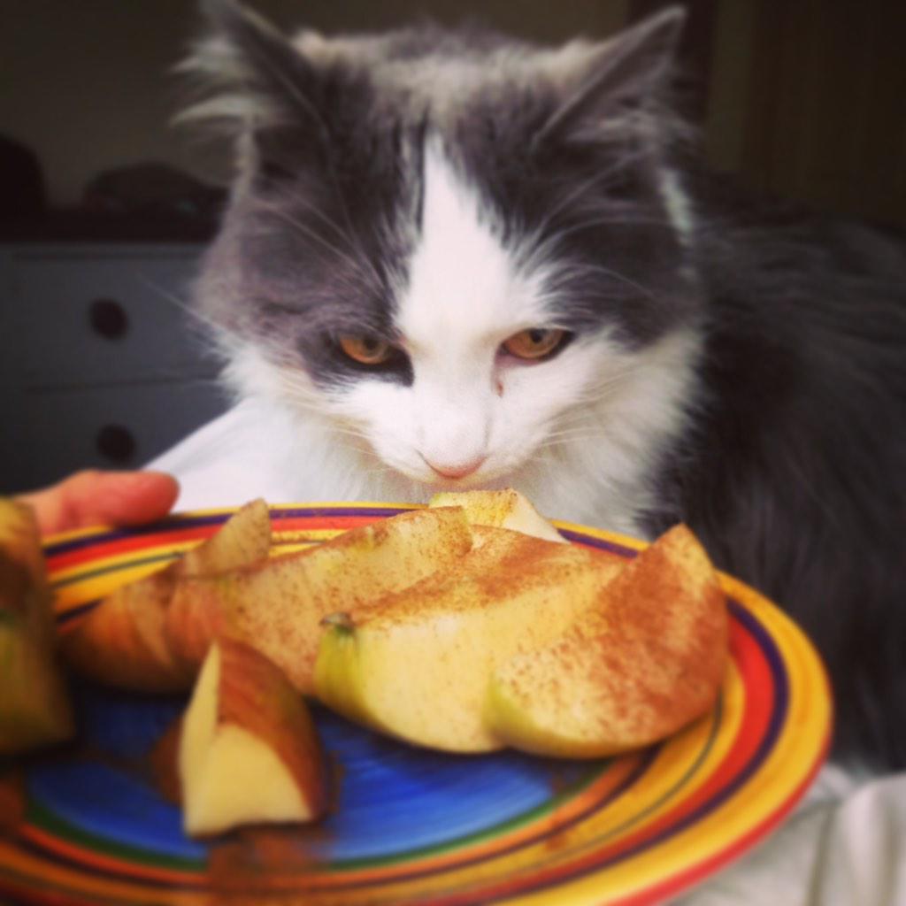 RoxTonesUp's tweet photo. @ToneItUp approved snack 🍏 with my #accountabilitykitty 🐱💙😋#tiuloveyourbody #tiuteam #tiumeals http://t.co/Y4gjaDntEw