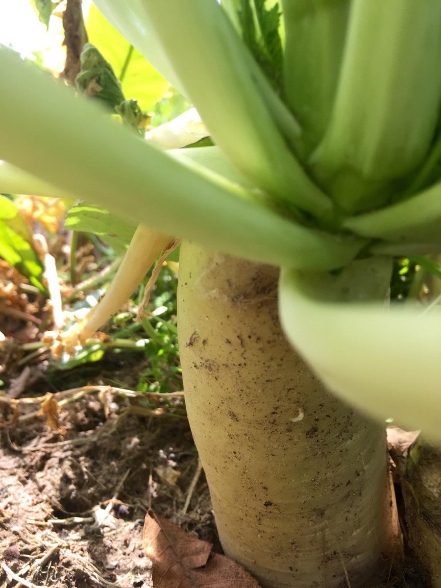 Japanese daikon