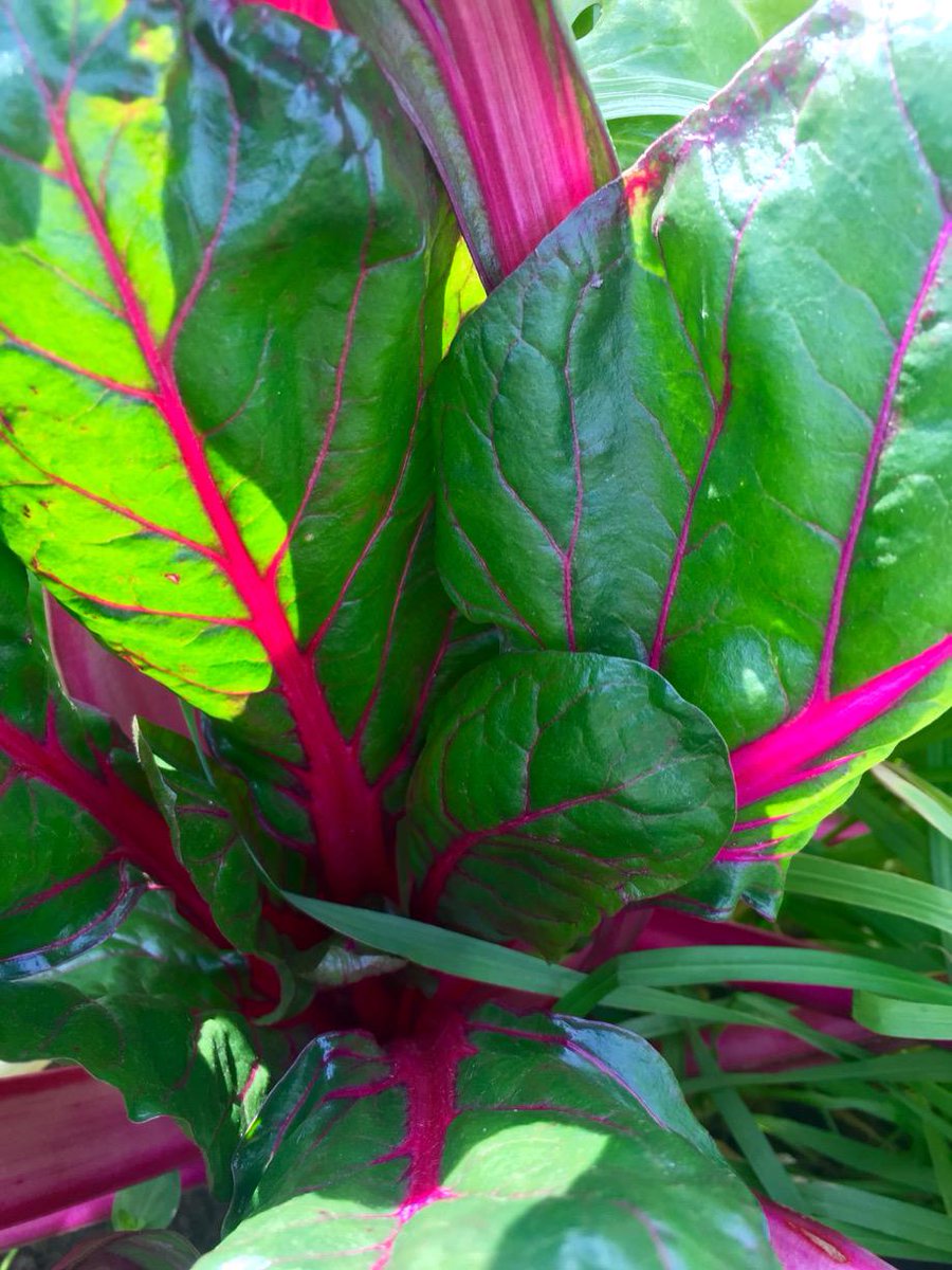 Showy chard