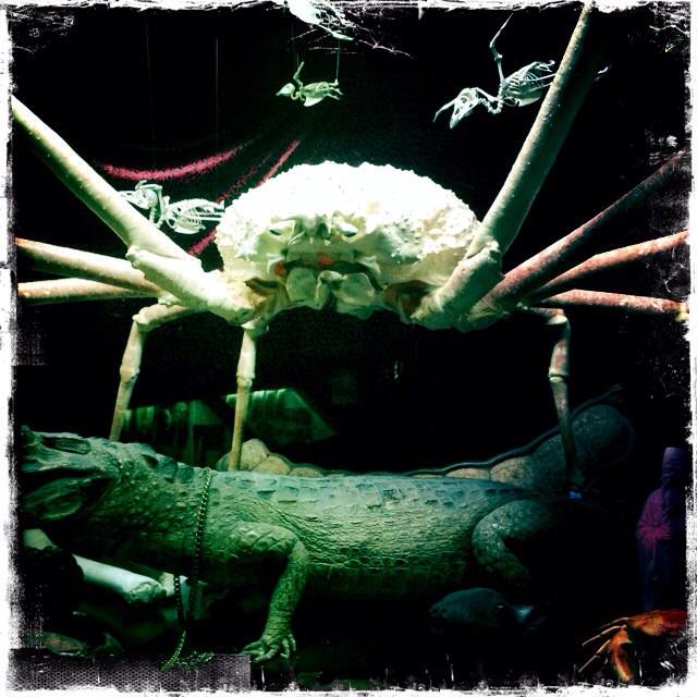 we luv spidercrabs <a href="/ViktorWynd/">Viktor Wynd</a> <a href="/TheLastTuesdayS/">The Last Tuesday Society & Viktor Wynd Museum</a>