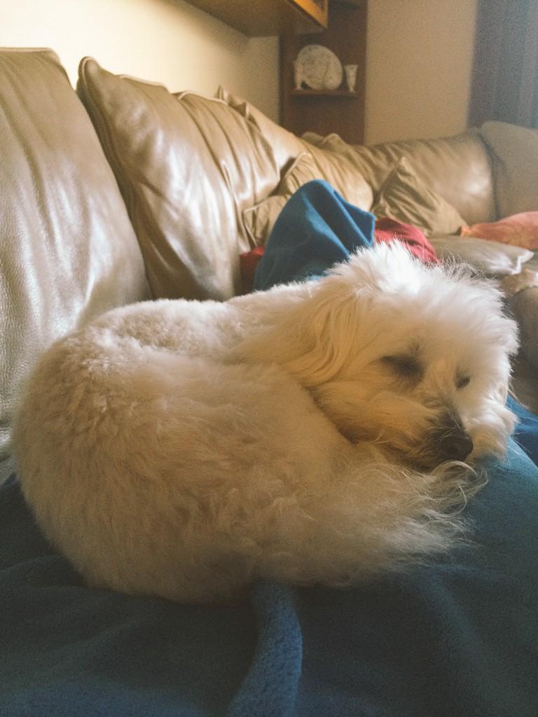 Hannah_M_Day's tweet photo. @yourdog #mydogin3words Furry knee warmer! http://t.co/jjCL12VKtL