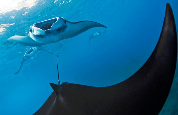 SharkAdvocates's tweet photo. Press release @TheWCS: Indonesian manta ray trader sentenced to 1+ year in jail + $5,000 fine http://t.co/zOZP04nKLI http://t.co/BXbdpGRmJ1