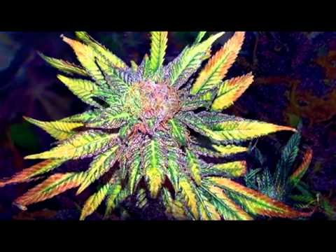 Want to grow weed like this? Check out tinyurl.com/k7z7upb