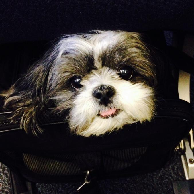 bexmader's tweet image. Bella is very excited to be in Canada again! 🐶