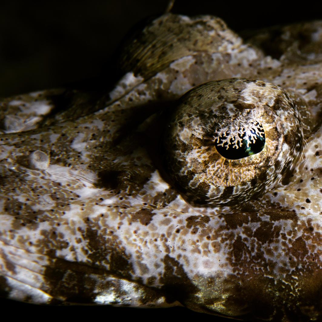 Scubography's tweet photo. Crocodilefish have frilly iris lappet, helping to break up the black pupil for camouflage. #underwater #camo #ambush http://t.co/4Fy2Gi4lA3
