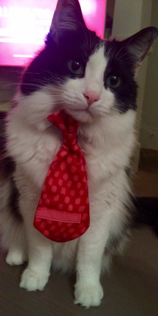 atrezza's tweet photo. @catsofinstagram he's a fancy kitty. http://t.co/rIj1EDr2dm