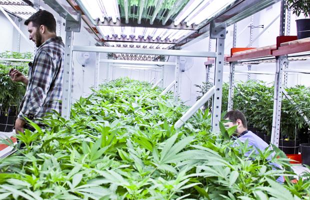 Cannabis Now tweet media