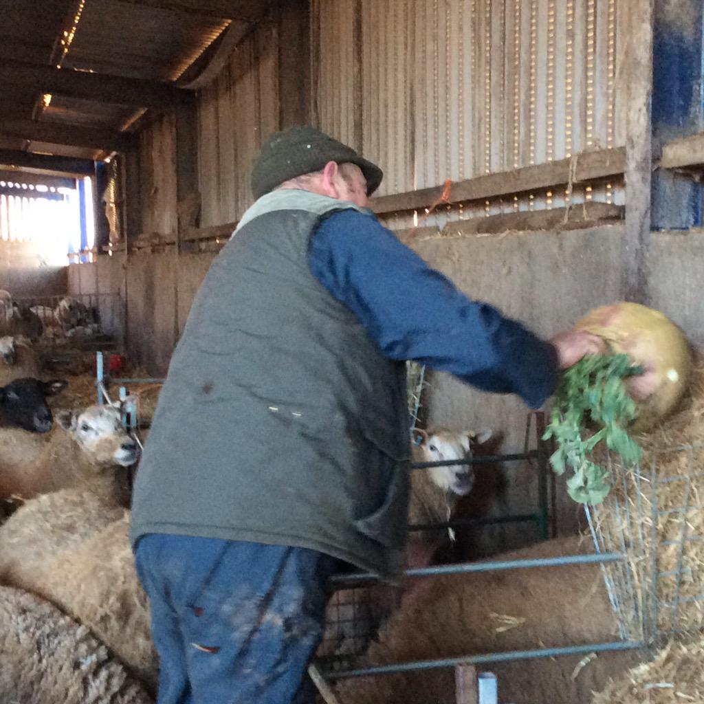 rattycastle's tweet photo. @Farming_Hour yep.  Hubby is mad.   As in can't change him! http://t.co/Jzv2jLvihl