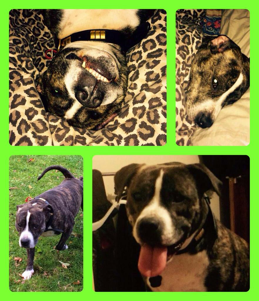 RetroCoolDH's tweet photo. Lots of info about me here on this poster. If you want to know more contact @NWDogRescue  http://t.co/cYJeQgcc6x http://t.co/MprlYOGwLl