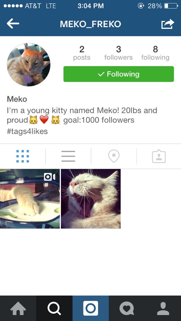 oliviastapey's tweet image. Shoutout to the hottest kitty out there!! Give him a follow 😏 #20lbs #meko