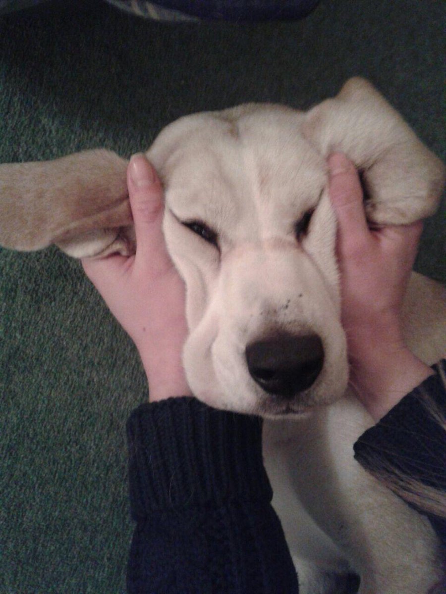 Who did this to my face? #squashedbeagle