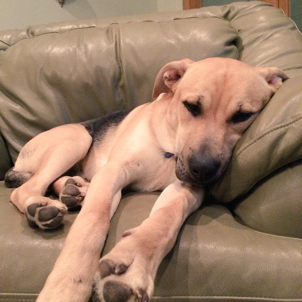 MuttPups's tweet photo. Lucy and Rickey! Unknown mutt type! Any suggestions?? #MixedMutts http://t.co/s93FxZzoVS
