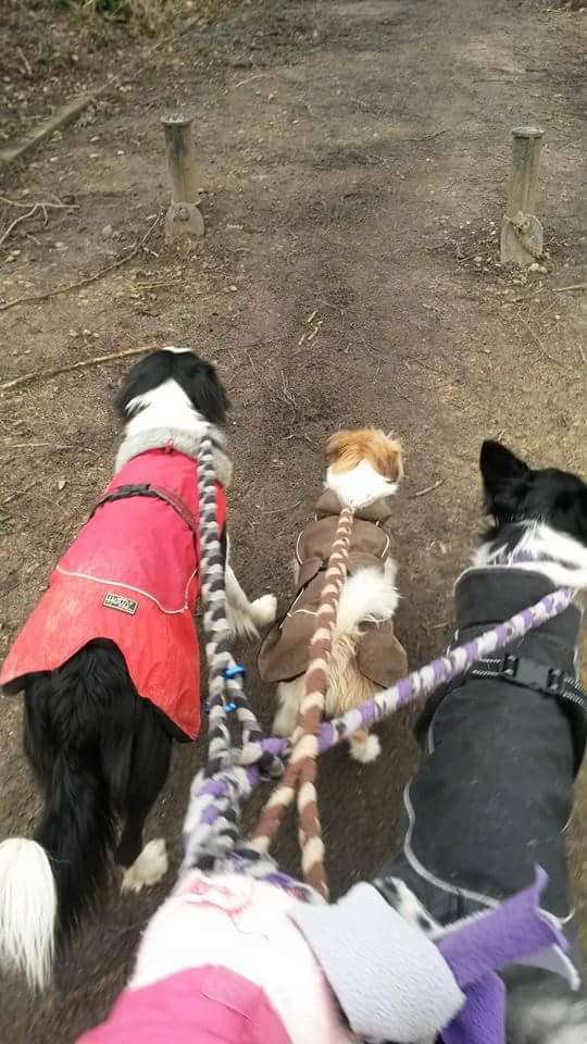 PawsitiveP tweet picture