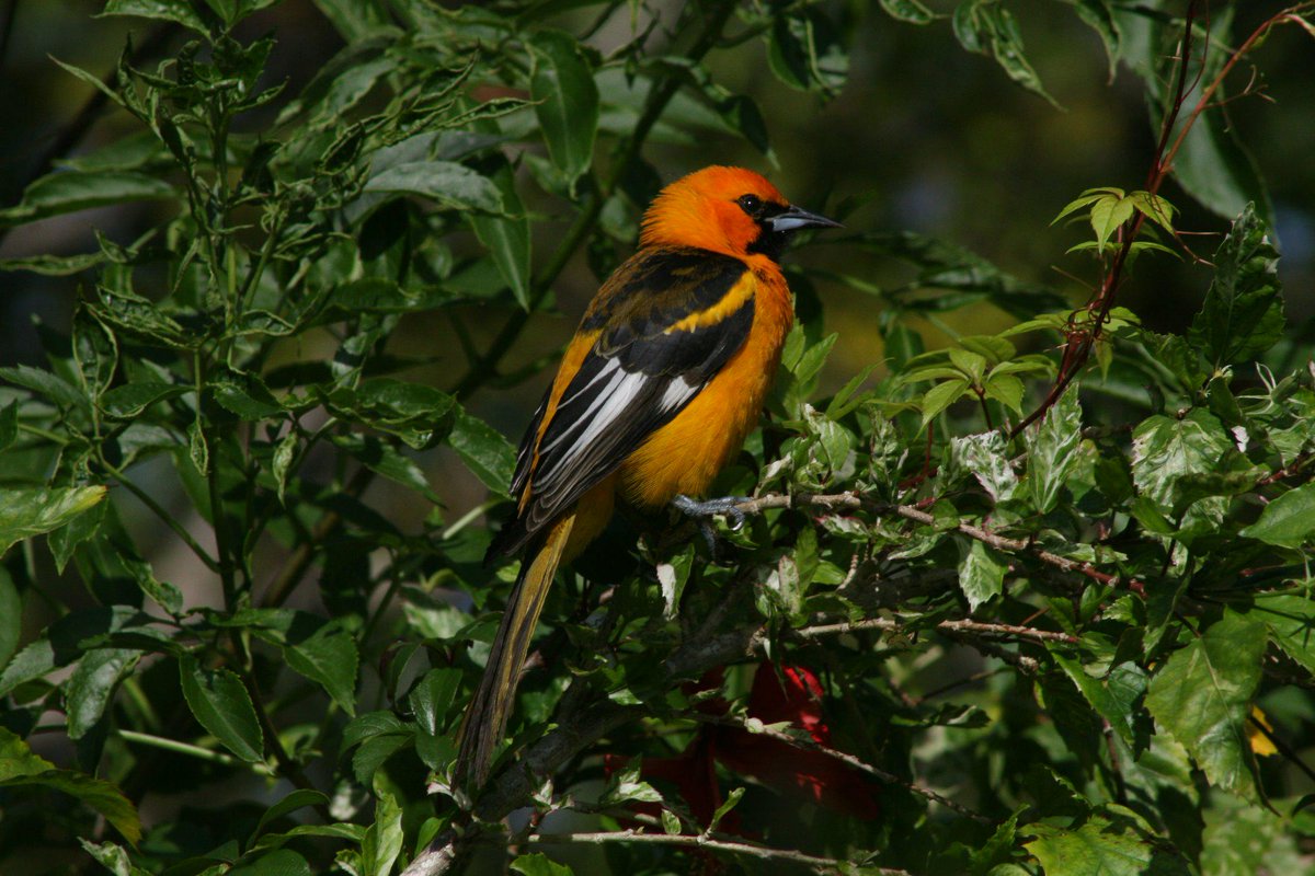 ellydupre's tweet photo. #BirdsInTheCity Correction Spot-breasted Oriole in Fort Lauderdale.  Thank you Steve Kantner--great pic! http://t.co/qgEMdaM9oA